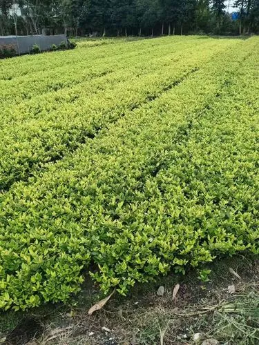 博舒健网球拍多少磅